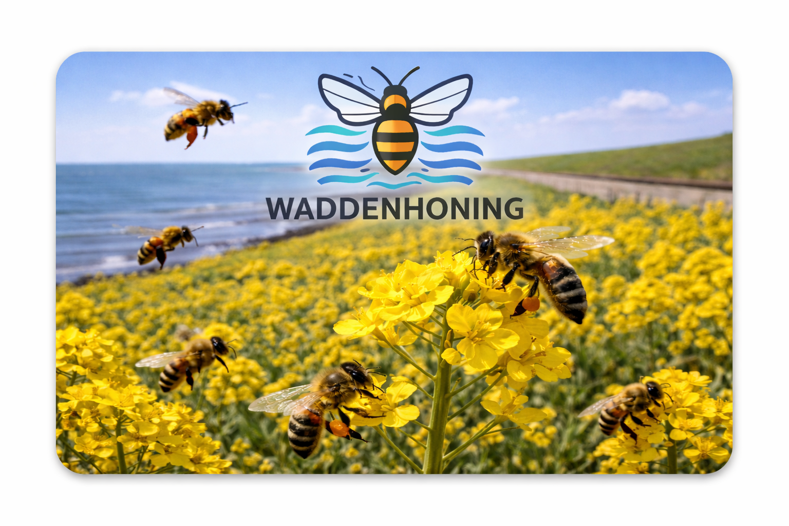 Waddenhoning - Groningen